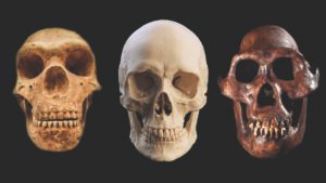 10 Human Evolution Discoveries From 2025