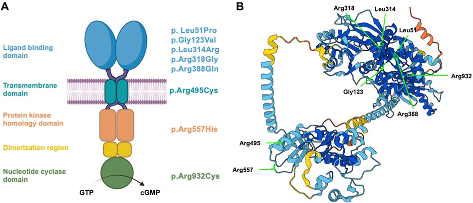 3D Structure of the NPR2 Protein