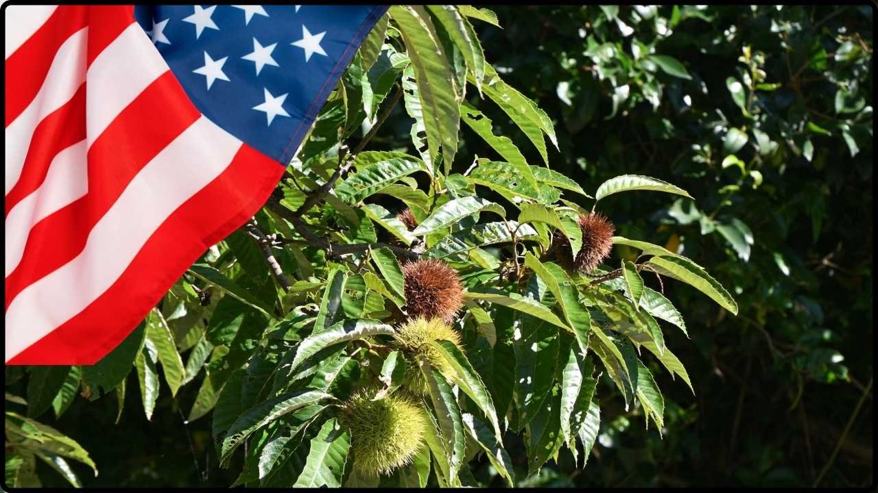 American Chestnut Comeback Plan Aims To Revive A Functionally Extinct Tree