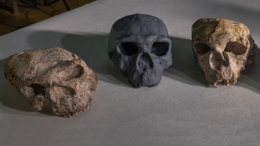 Ancient Chinese Fossil Skulls