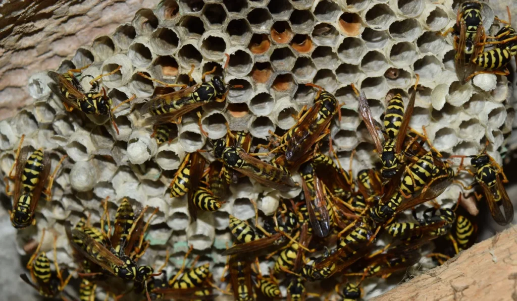 What Really Happens to Bees and Wasps When Temperatures Drop