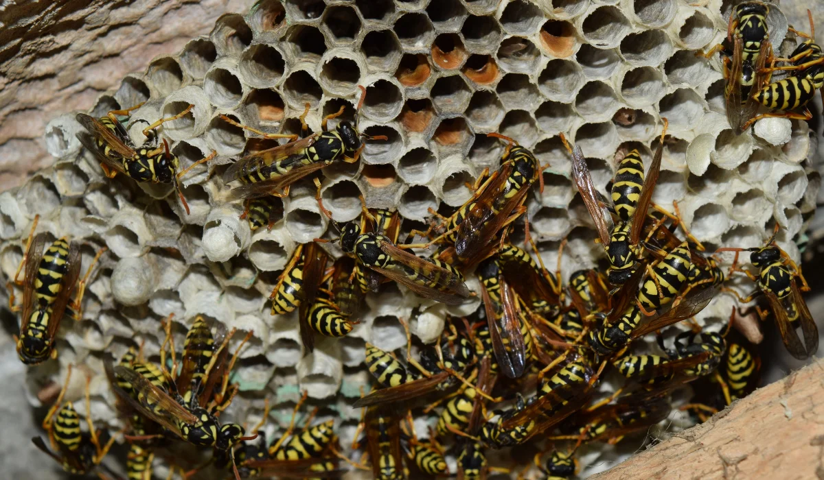 What Really Happens to Bees and Wasps When Temperatures Drop