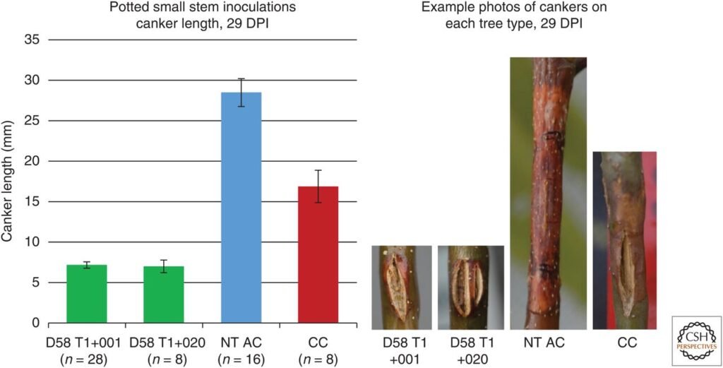 American Chestnut Comeback Plan Aims To Revive A Functionally Extinct Tree 3 Blight Resistance Graph & Canker Data