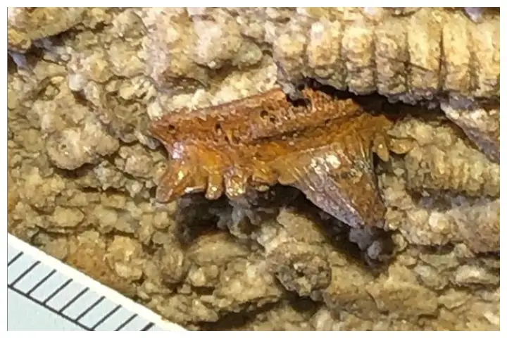 Close-up photograph of fossil shark teeth from the Mammoth Cave discovery