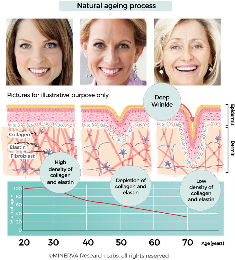 Collagen Content Decline Over Time