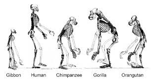 Diagram comparing arm and leg proportions of Early Human Ancestors with modern humans and chimpanzees