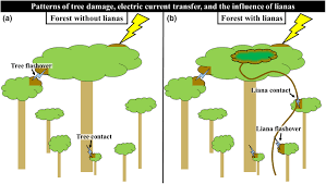 Diagram showing how lightning and atmospheric electricity affect tree bioelectrical signals