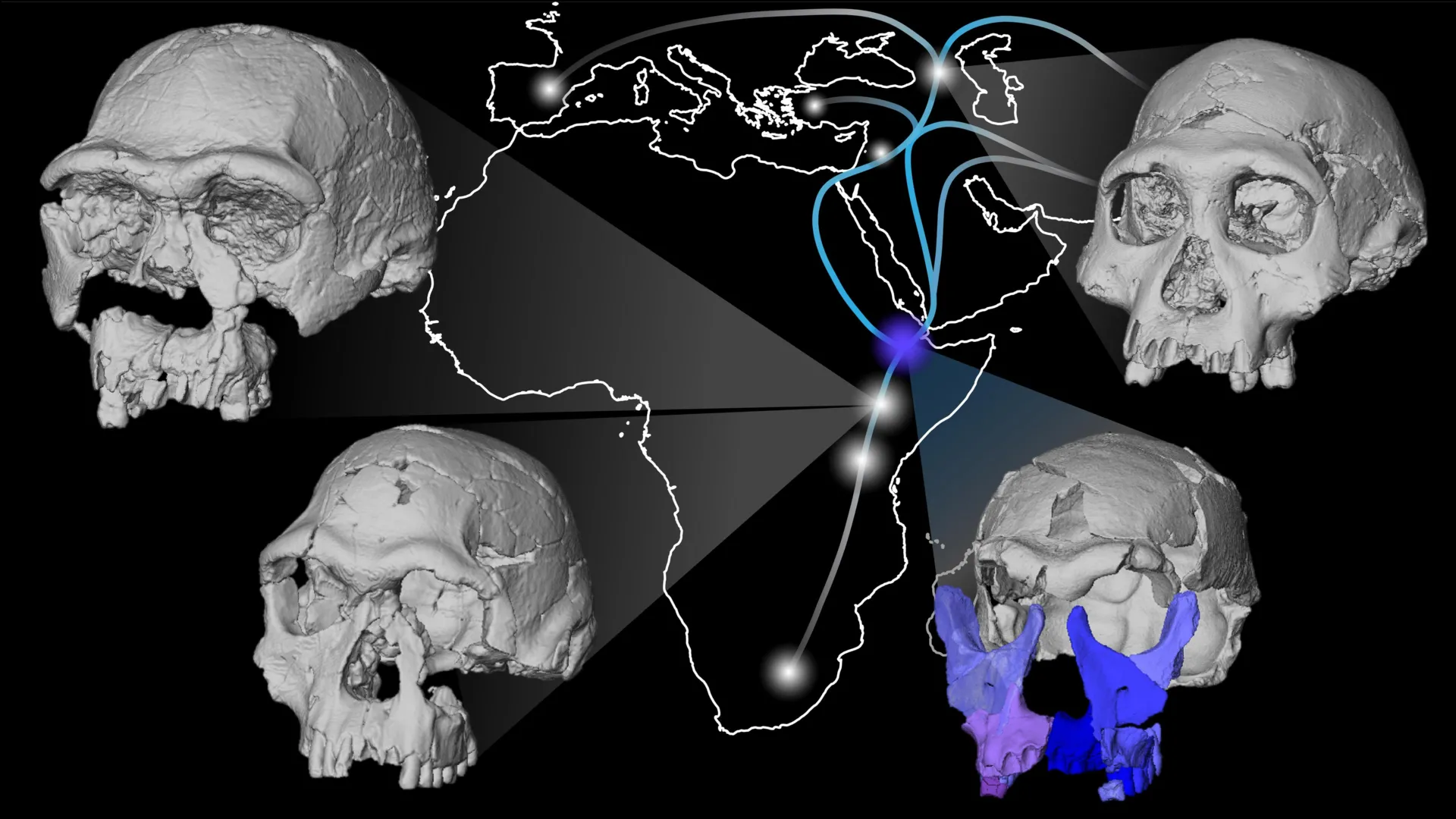 Early Human Ancestors May Have Had an Unexpected Appearance, New Skeleton Shows