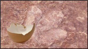 Eggshell Chemistry From Dinosaurs Is Helping Researchers Determine Fossil Ages