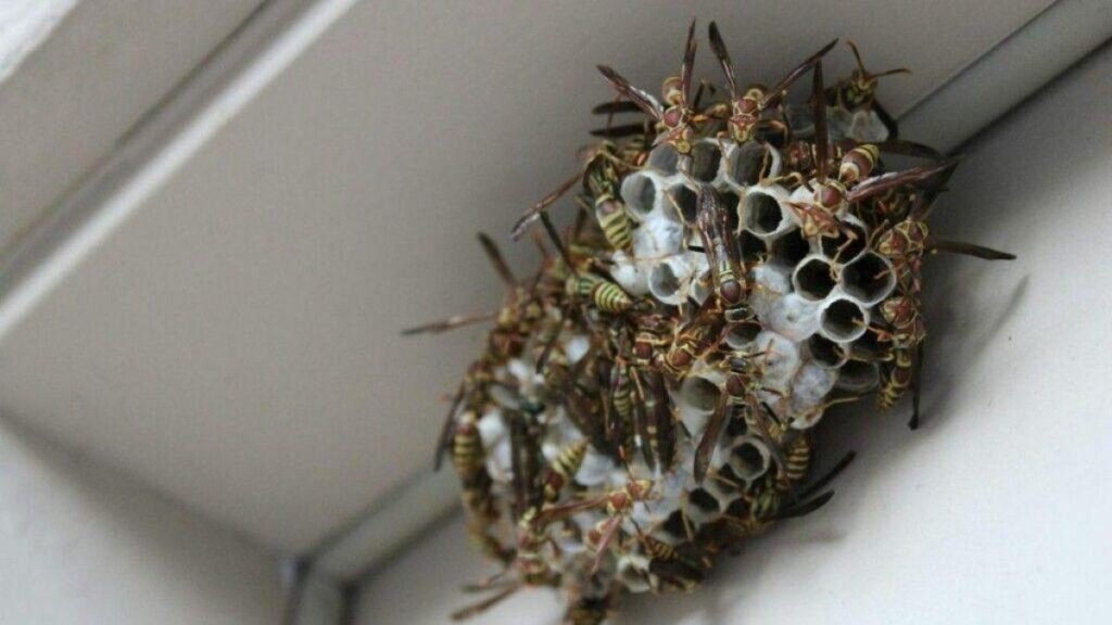 Empty paper wasp nest in winter showing collapse of Bees and Wasps colonies
