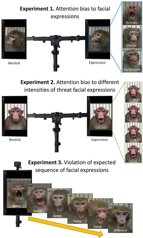 Experimental setup visuals