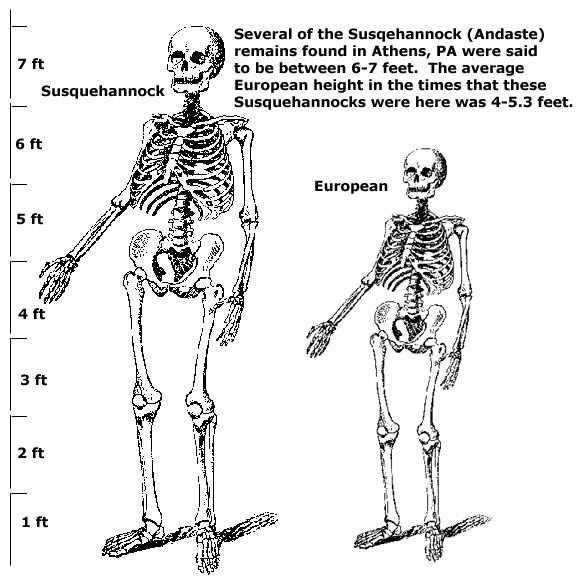 Height comparison between the 7-Foot ‘Giant’ skeleton and average Anglo-Saxon male height