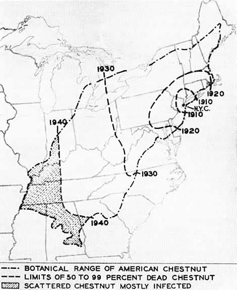 American Chestnut Comeback Plan Aims To Revive A Functionally Extinct Tree 2 Historic Spread of Chestnut Blight Across the U.S.