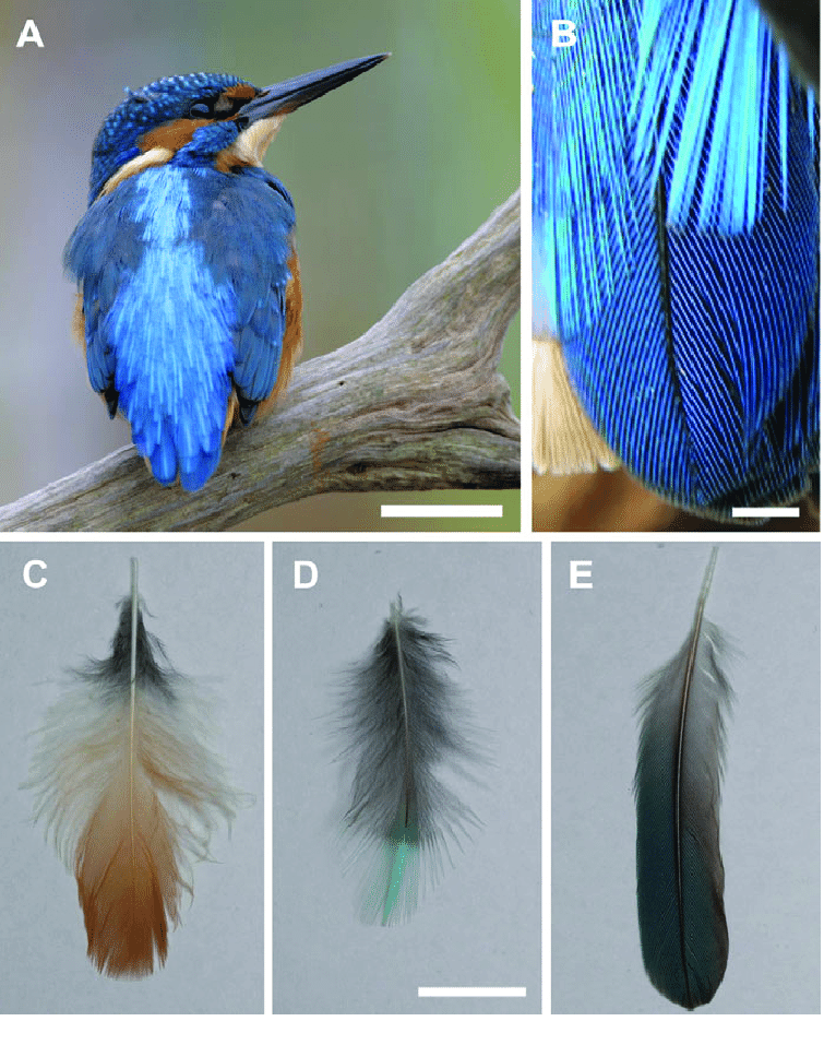X-Ray Imaging Shows the Complex Structure Inside a Kingfisher Feather 2 Kingfisher feather overview and types