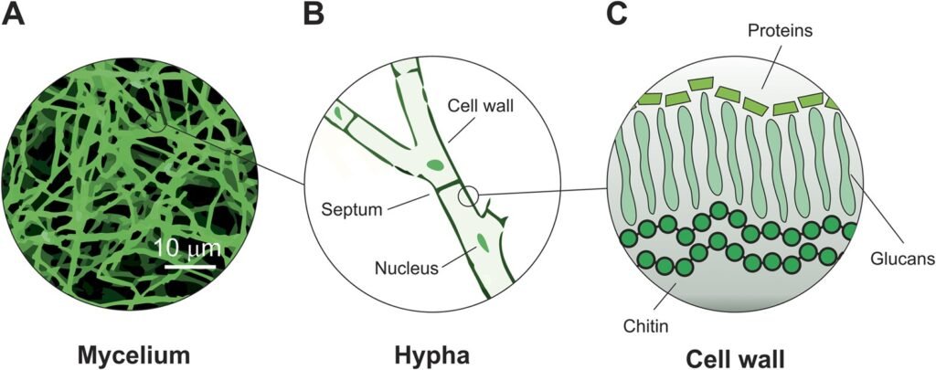 Microscopic view of mycelium fibers forming meat-like texture in Fungus-Based Protein
