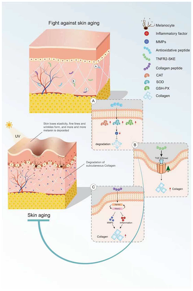 Peptides and Skin Ageing Mechanism