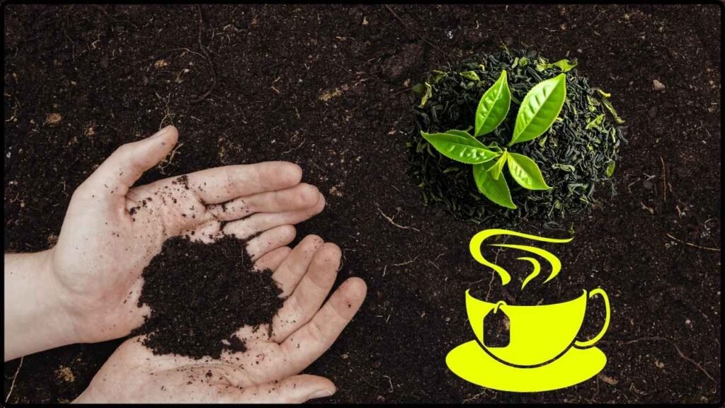 Scientists Test Tea Growth Using Simulated Moon Soil