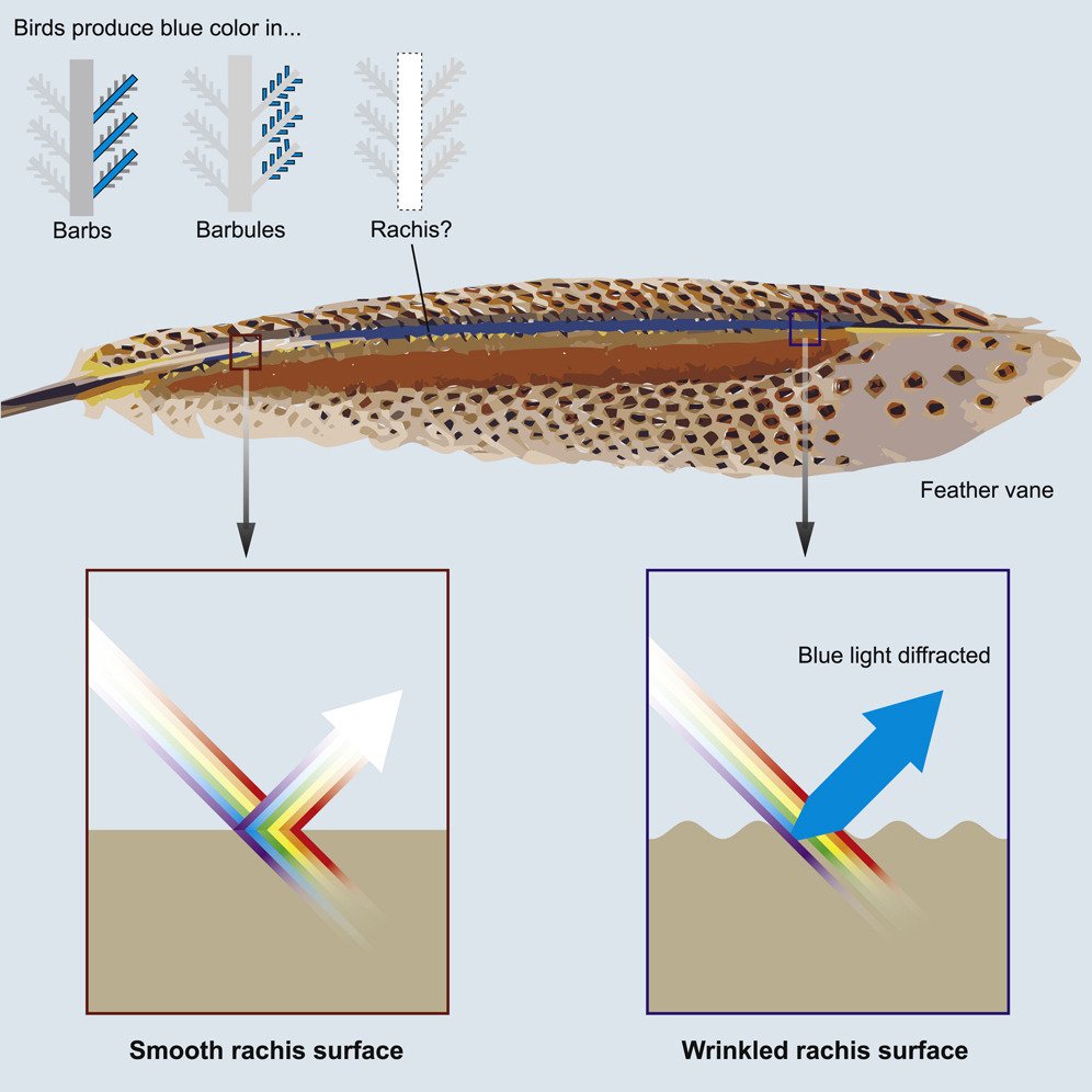 X-Ray Imaging Shows the Complex Structure Inside a Kingfisher Feather 3 Simplified structural modeling of how light interacts with nanostructures