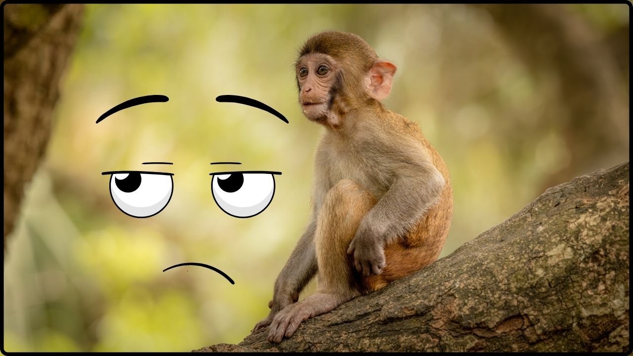 Study Shows Macaques Use Facial Expressions as Real Communication Signals