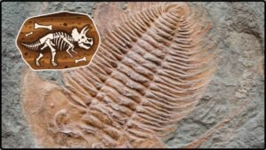 The So-Called “Dinosaur Egg” Stone That Formed Patterns Naturally