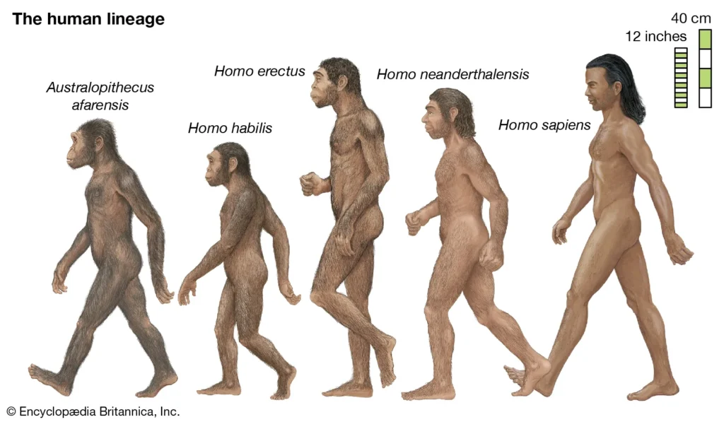 Timeline chart of human evolution showing australopithecines, Homo habilis, Homo erectus, and Homo sapiens