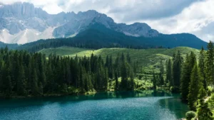 Trees React to Solar Eclipses
