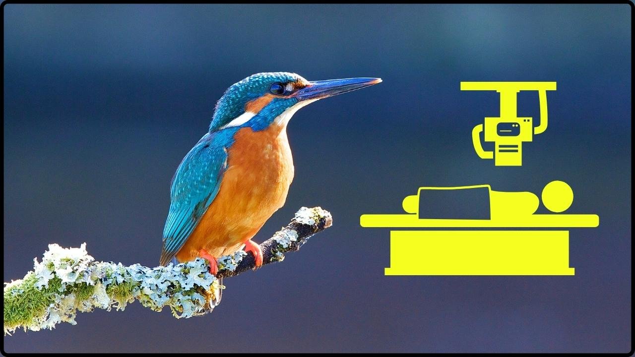 X-Ray Imaging Shows the Complex Structure Inside a Kingfisher Feather