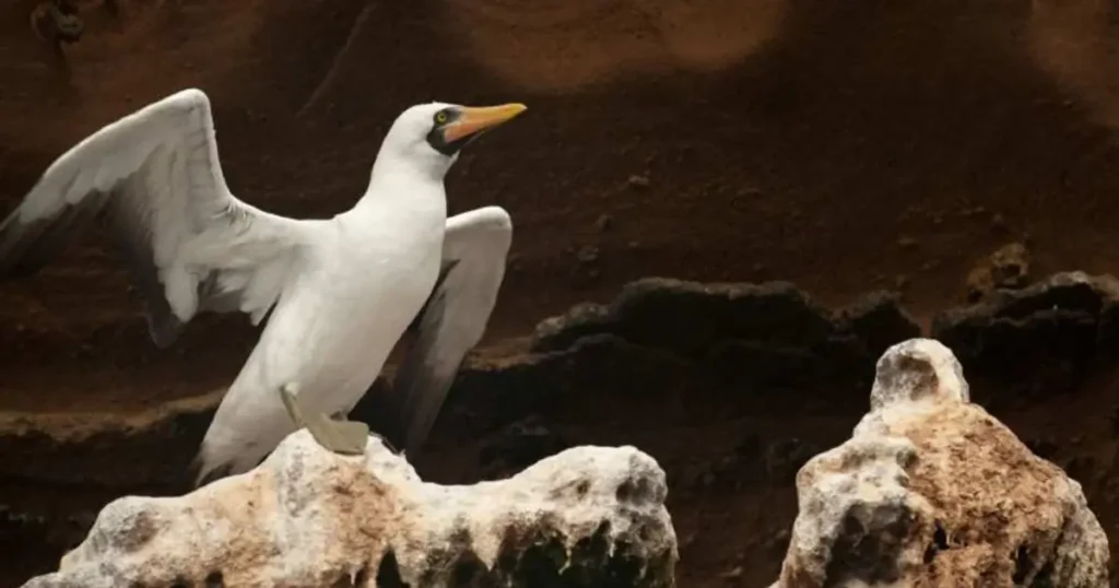 Bird Guano Helped Build the Chincha Kingdom’s Power in Ancient Peru