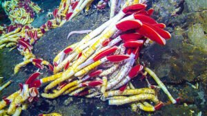 Deep-Sea Giant Worms Survive Without Sunlight