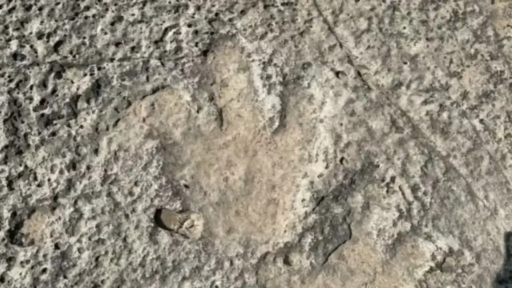 Dinosaur Footprints Over 110 Million Years Old