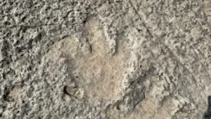 Dinosaur Footprints Over 110 Million Years Old