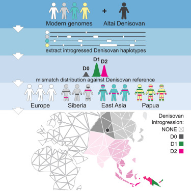 Denisovan Interbreeding