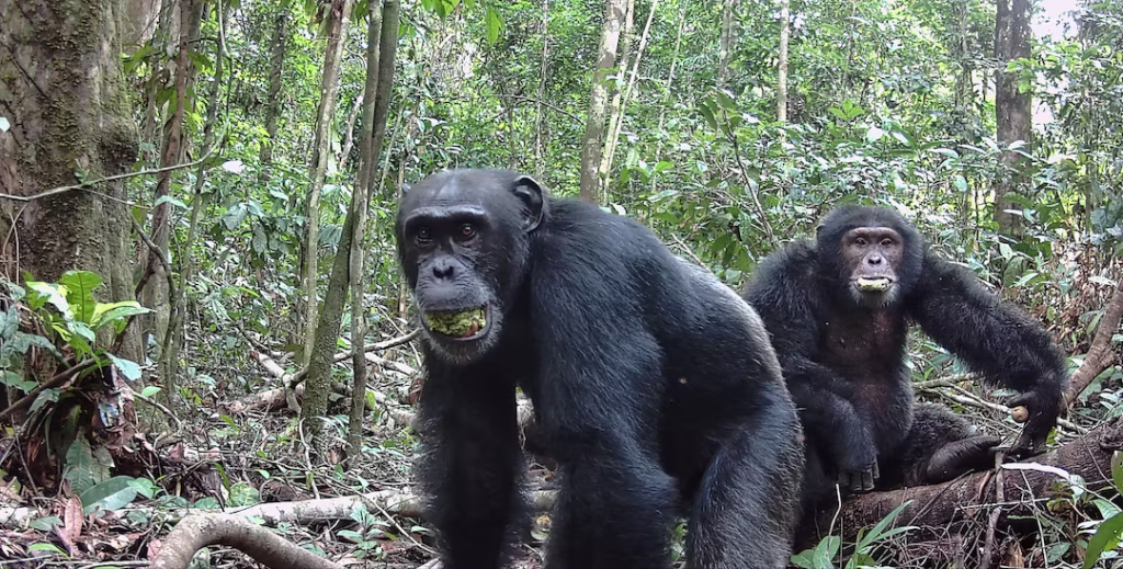 Researchers Observe Alcohol Consumption Behavior in Wild Chimpanzees 2 Wild Chimpanzees