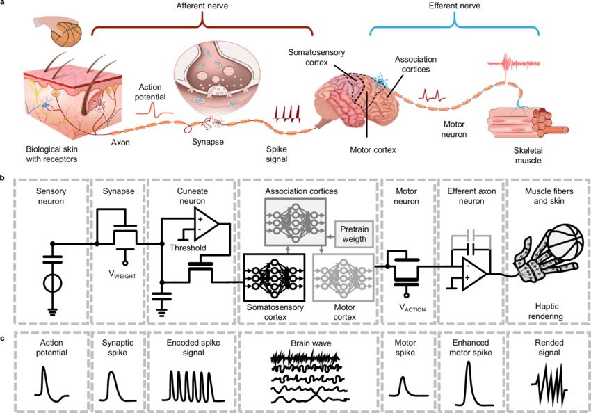 Artificial Human Skin