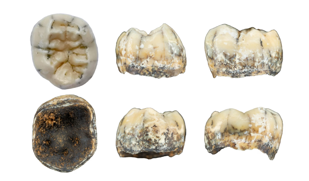 10 Human Evolution Discoveries From 2025 That Changed What We Know 3 10 Human Evolution Discoveries