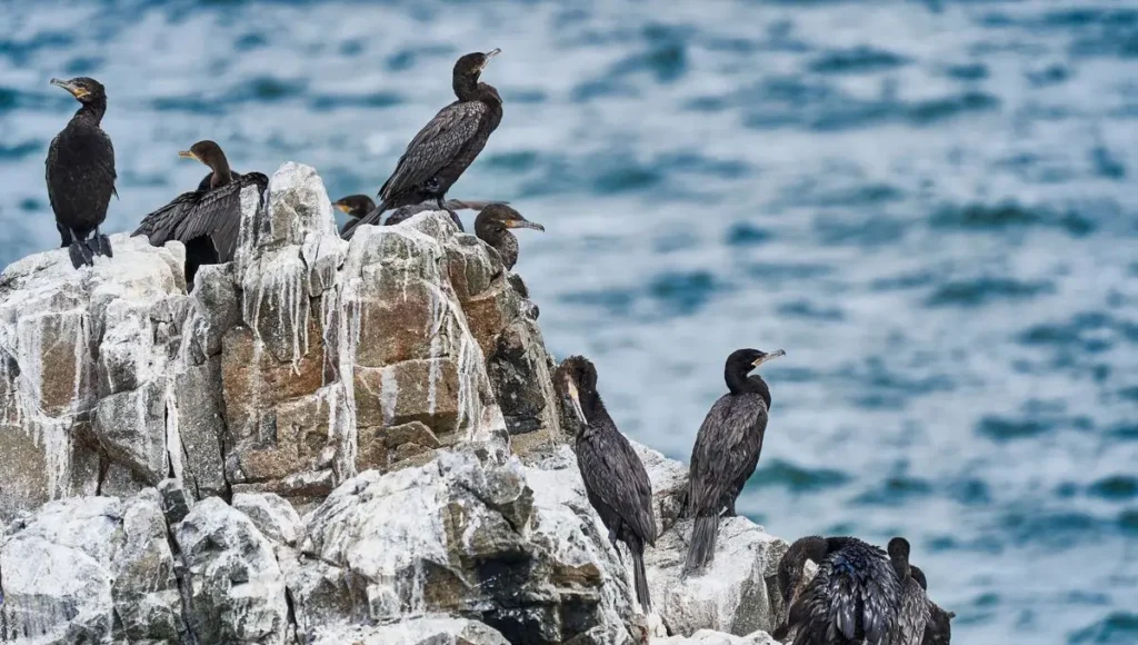 Bird Poo That Built an Empire