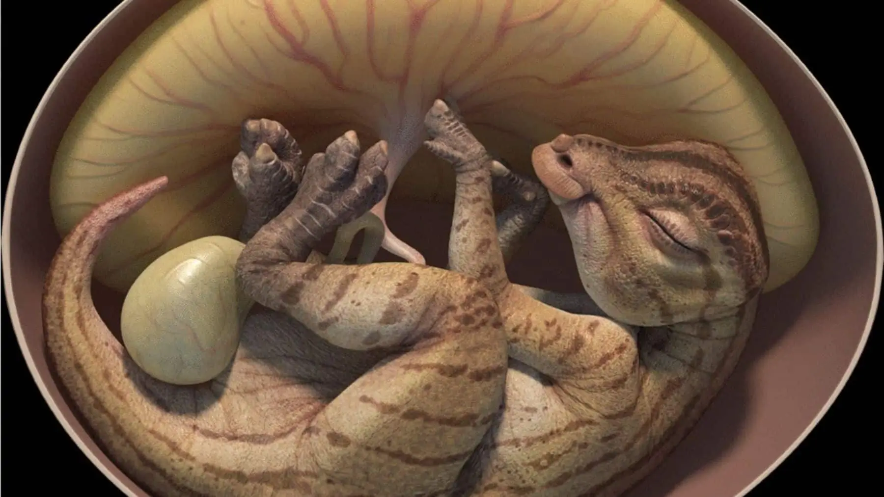 A Remarkably Preserved Dinosaur Embryo May Reveal Clues to Bringing Back Extinct Species