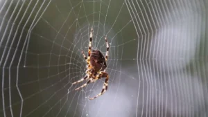 River-Spanning Spider Produces Silk Tougher Than Steel