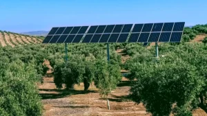Solar Panel Farming