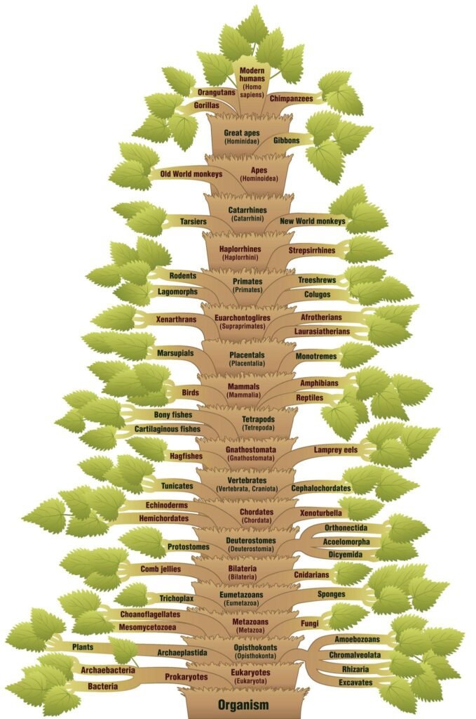 Evolutionary Tree of Human Ancestors