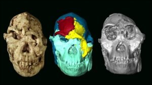Face of Little Foot Australopithecus