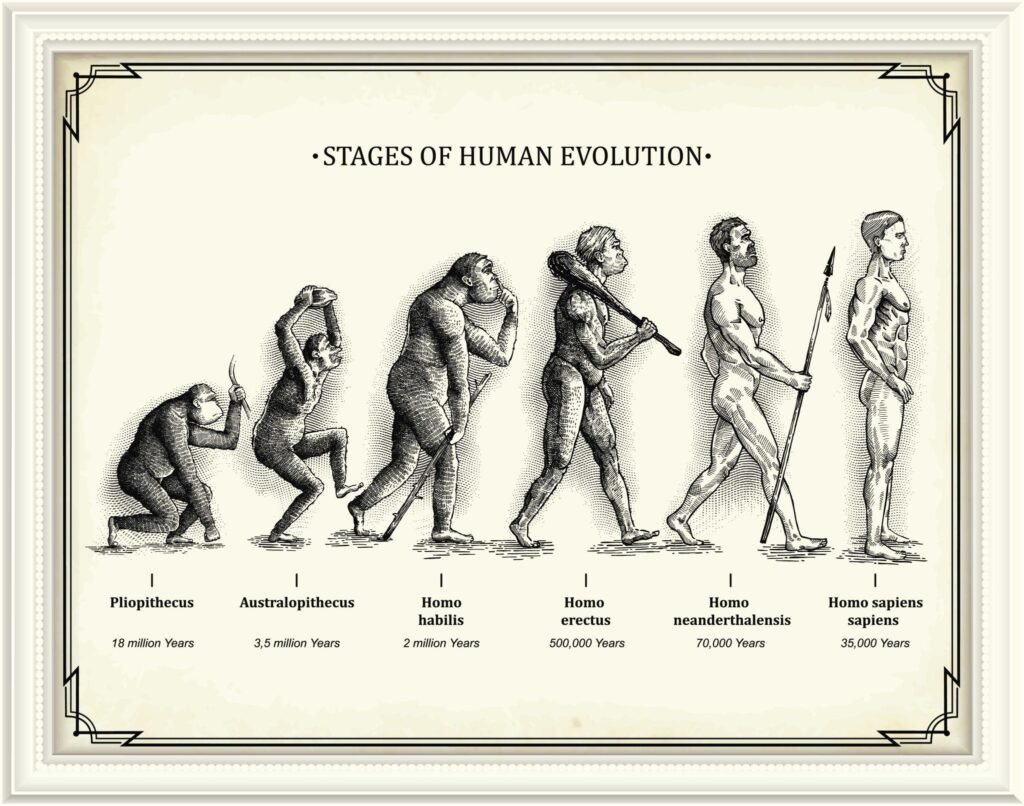 Human Evolution Timeline Chart