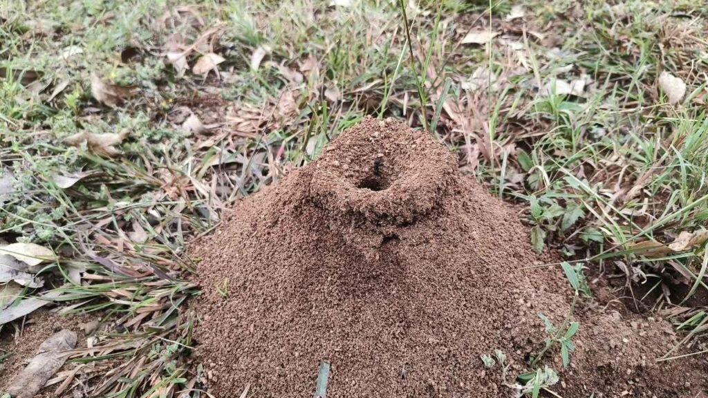 Invasive Fire Ants Colony