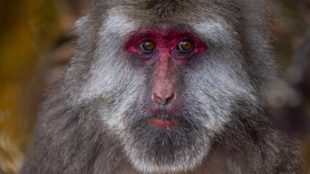 Macaque Facial Expressions Carry Meaningful Social Signals