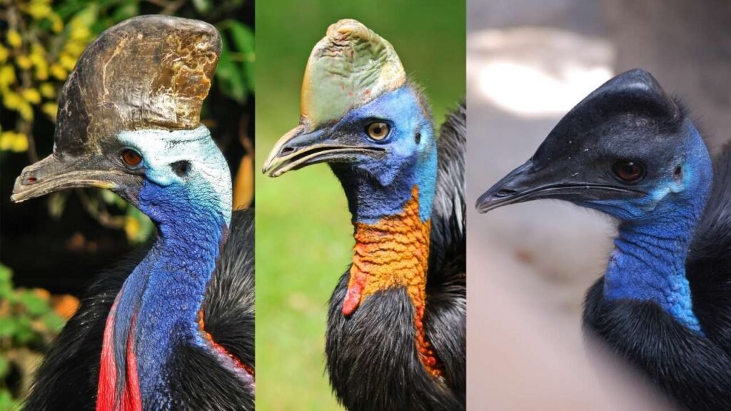 Why This Rainforest Is Important