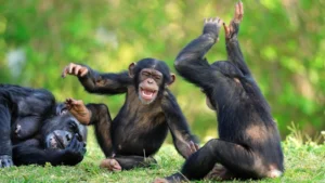 Alcohol Consumption in Wild Chimpanzees