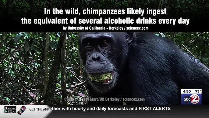Researchers Document Alcohol Consumption in Wild Chimpanzees 2 Alcohol Consumption