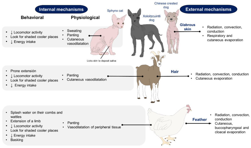 Scientists Study Species That Regulate Heat in Remarkable Ways 2 How These Species Regulate Heat