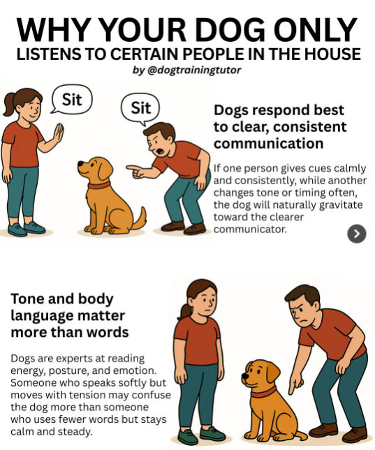 How Researchers Tested the Dogs