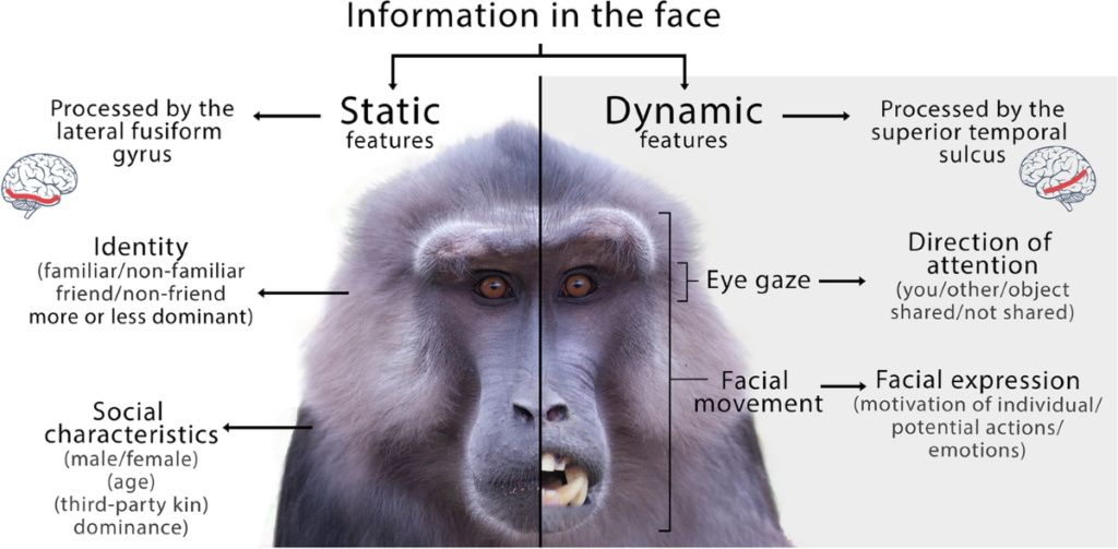 Facial Expressions Act as Social Communication